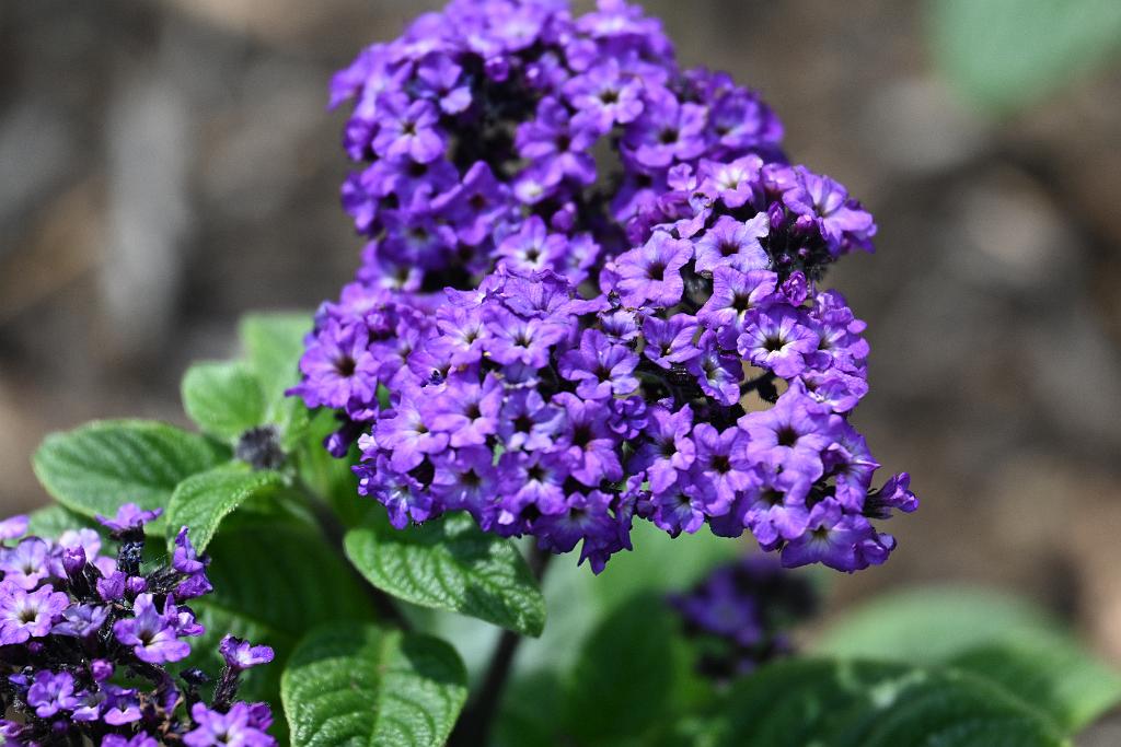 2025-06138926 Tower Hill Botanic Garden, MA.JPG - Heliotrope (Heliotropium arborescens). New England Botanic Garden at Tower Hill, MA, 6-13-2025